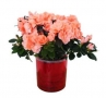 Watering with HousePlant Haven®